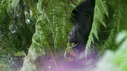 Mountain Gorilla feeding in Bwindi Impenetrable Forest, Uganda Stock Footage 331535398