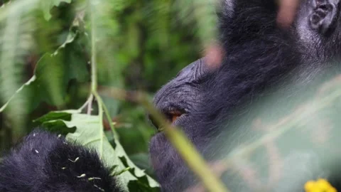 Mountain Gorilla feeding in Bwindi Impenetrable Forest, Uganda Stock Footage 331535505