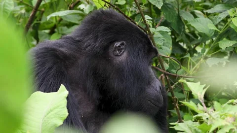 Mountain Gorilla feeding in Bwindi Impenetrable Forest, Uganda 库存影片 331535586