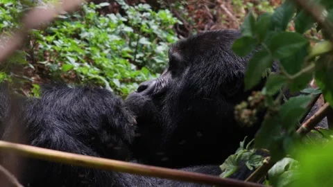 Mountain Gorilla feeding in Bwindi Impenetrable Forest, Uganda Stock Footage 331535645