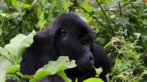 Mountain Gorilla feeding in Bwindi Impenetrable Forest, Uganda Video stock 331535729