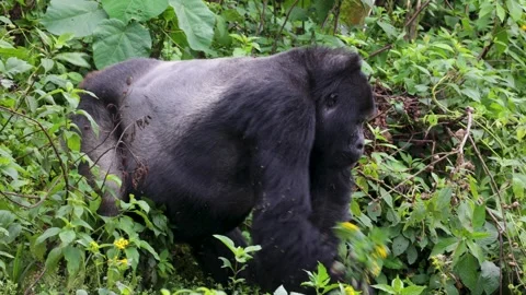 Mountain Gorilla feeding in Bwindi Impenetrable Forest, Uganda Stock Footage 331535732