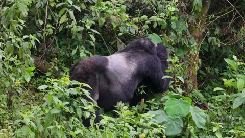 Mountain Gorilla feeding in Bwindi Impenetrable Forest, Uganda 库存影片 331535757