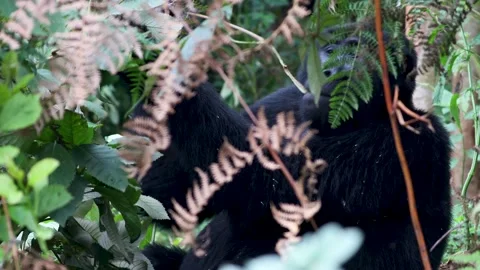 Mountain Gorilla feeding in Bwindi Impenetrable Forest, Uganda Video stock 331535784