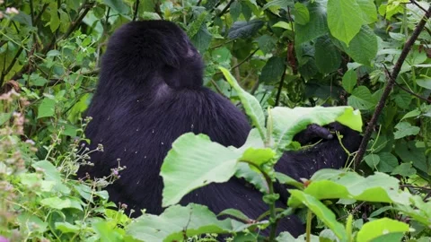 Mountain Gorilla feeding in Bwindi Impenetrable Forest, Uganda 库存影片 331535813