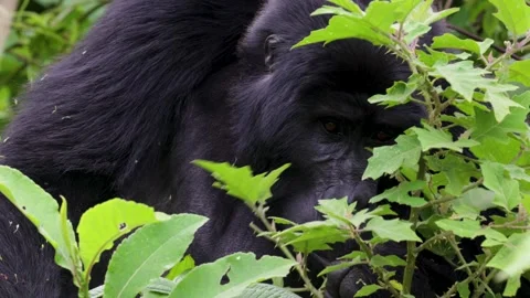 Mountain Gorilla feeding in Bwindi Impenetrable Forest, Uganda Video stock 331535851