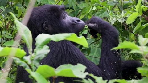 Mountain Gorilla feeding in Bwindi Impenetrable Forest, Uganda Video stock 331535898