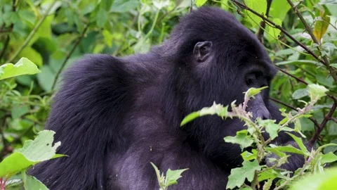 Mountain Gorilla feeding in Bwindi Impenetrable Forest, Uganda Stock Footage 331535928