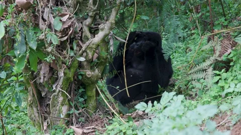 Mountain Gorilla feeding in Bwindi Impenetrable Forest, Uganda 库存影片 331535962