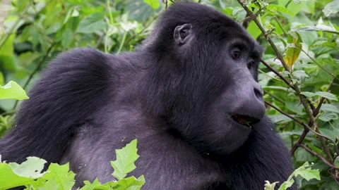 Mountain Gorilla feeding in Bwindi Impenetrable Forest, Uganda Stock Footage 331535964