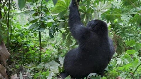 Mountain Gorilla feeding in Bwindi Impenetrable Forest, Uganda Video stock 331535968