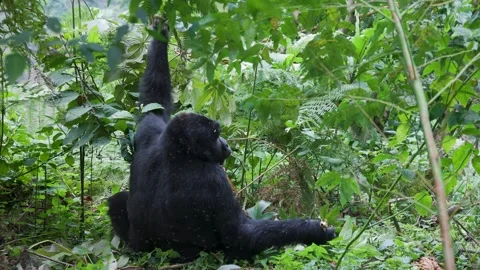 Mountain Gorilla feeding in Bwindi Impenetrable Forest, Uganda Stock-Footage 331535976