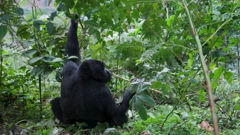 Mountain Gorilla feeding in Bwindi Impenetrable Forest, Uganda 库存影片 331536016