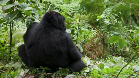 Mountain Gorilla feeding in Bwindi Impenetrable Forest, Uganda Stock-Footage 331539953