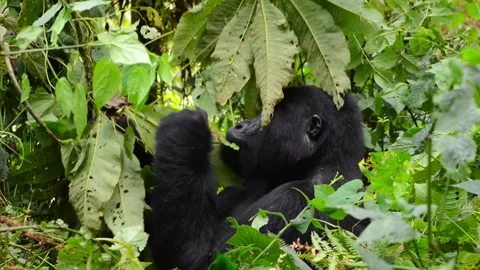 Mountain Gorilla Feeding on Green Foliage in African Rainforest 4k Stock Footage 338263853