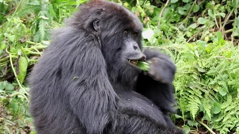 Mountain Gorilla, female eats bamboo. Rwanda, Africa Video stock 83446973