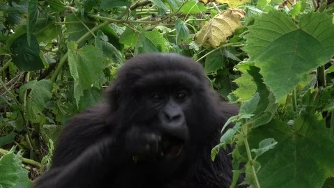 Mountain Gorilla, female eats leaves, Virunga, Rwanda, Africa Stock Footage 83363319