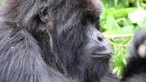 Mountain Gorilla, female outside the forest. Rwanda, Africa Video stock 83447403