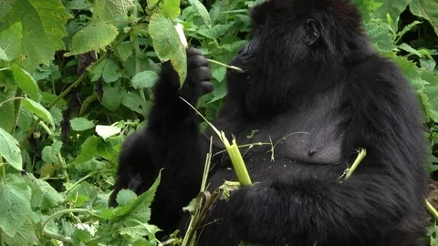 Mountain Gorilla, female peels bamboo. Rwanda, Africa Stock Footage