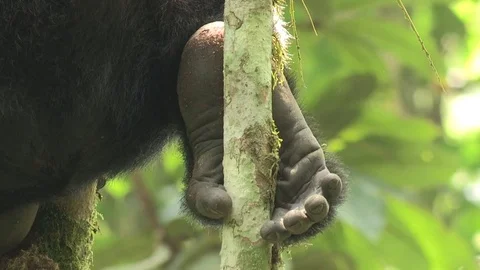 Mountain gorilla foot / hand close-up - Uganda Video stock 84630198