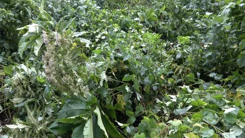 Mountain Gorilla in the forest Stock Footage 125202961