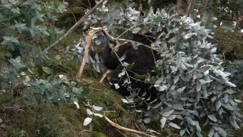Mountain Gorilla in the forest. Stock Footage 125271008
