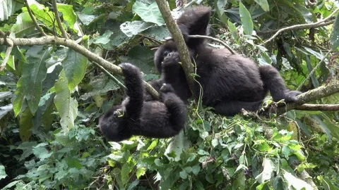 Mountain Gorilla, funny young one disturb pregnant Mountain Gorilla Stock Footage 125256479