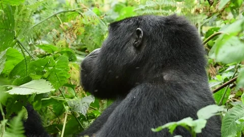 Mountain Gorilla Gorilla Beringei Foraging Fresh Green Foliage in 4k Stock Footage 338263792