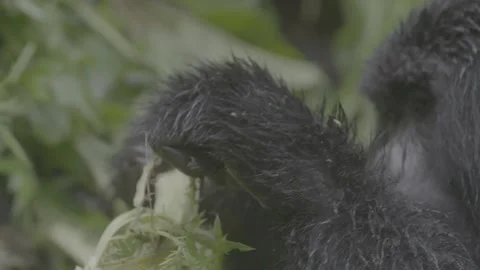 Mountain gorilla hands close up breaking branch Stock Footage 131245076