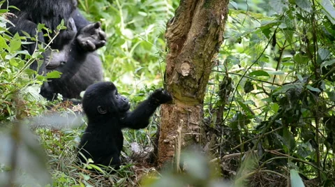 Mountain gorilla in the impenetrable Forest in Uganda, Bwindi National Park, Afr 스톡 동영상 59833780