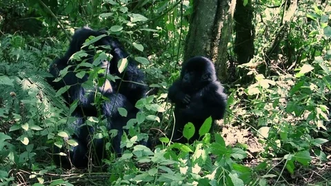 Mountain gorilla infant Stock Footage 81825329