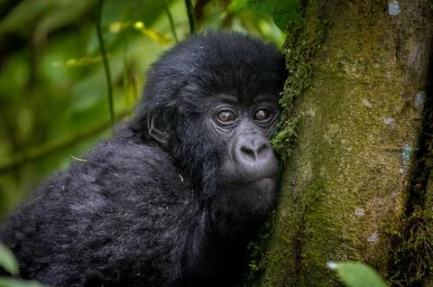 Mountain gorilla infant