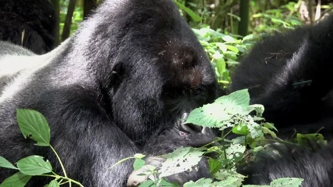 Mountain Gorilla, injured Silverback, DRC, Africa Video stock 82707357