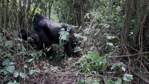Mountain Gorilla, large Silverback with Baby, Virunga, Africa Video stock 82709867