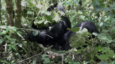 Mountain Gorilla. Large Silverback with female. DRC, Africa Video stock 82793960