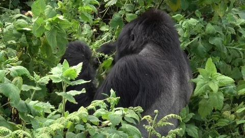 Mountain Gorilla, large Silverback, Virunga, Africa Stock Footage 83272858