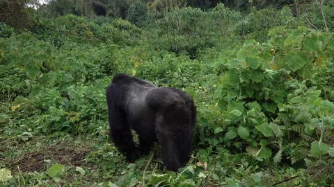 Mountain Gorilla, large Silverback on this way into the forest, Virunga, Africa Stock Footage 83189208
