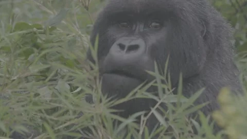 Mountain gorilla looking at camera eating Stock Footage 131245072