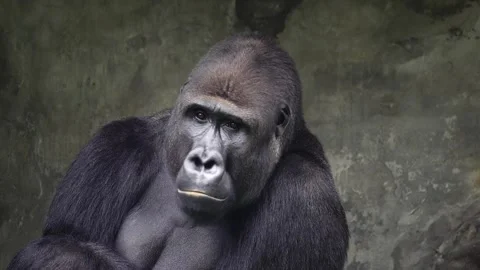 Mountain gorilla looking different sides, slow motion Stock Footage 272179292