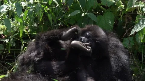 Mountain Gorilla. Lovely Baby on the back from the mother, Virunga, Africa Stock Footage 83211595