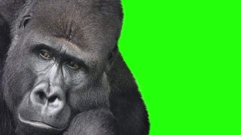 Mountain gorilla meditates on a green screen Stock Footage 272174081