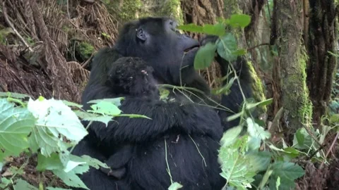 Mountain Gorilla Mother Eating while Holding Baby in Uganda Stock Footage 265320664