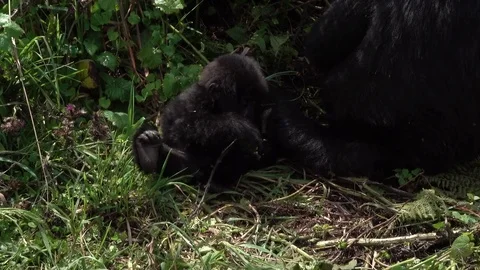 Mountain Gorilla, Newborn with mother. Virunga, Rwanda, Africa Video stock 83352207