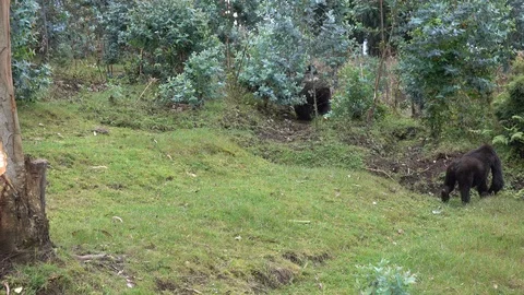 Mountain Gorilla outside the Forest. Stock Footage 125254246