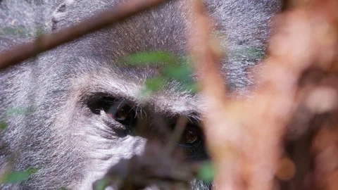 Mountain gorilla peering through dense foliage in Bwindi Impenetrable Forest Stock Footage 345727351