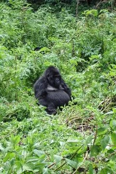 Mountain gorilla Foto stock