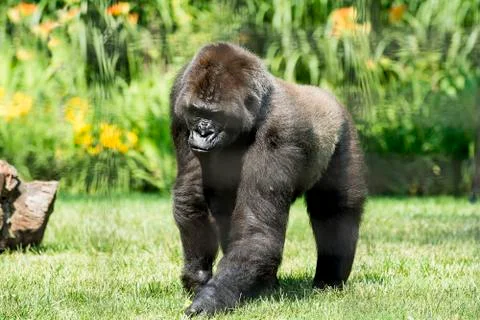 Mountain gorilla Foto stock