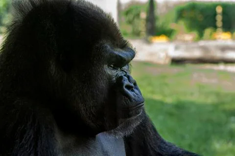 Mountain gorilla Stock Photos