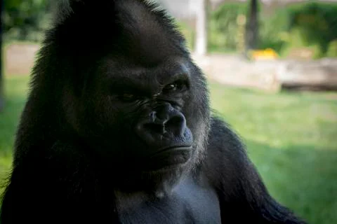 Mountain gorilla Foto stock