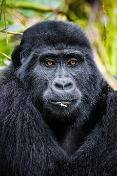 Mountain Gorilla Stock Photos